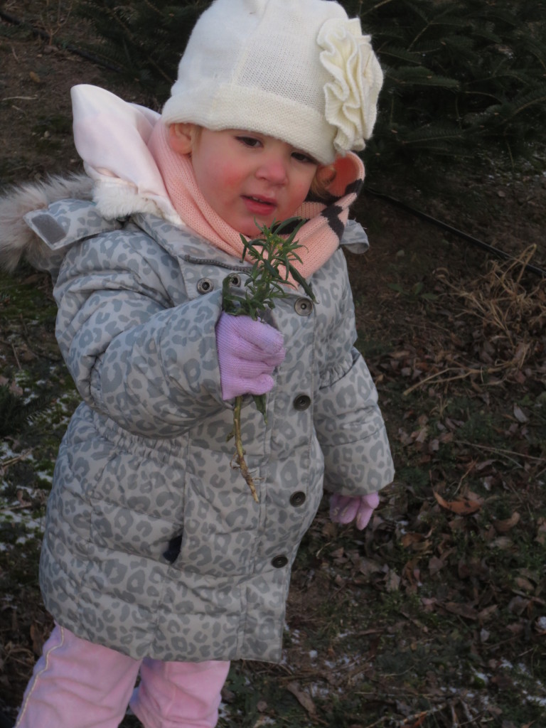 tree picking - bella holding little tree