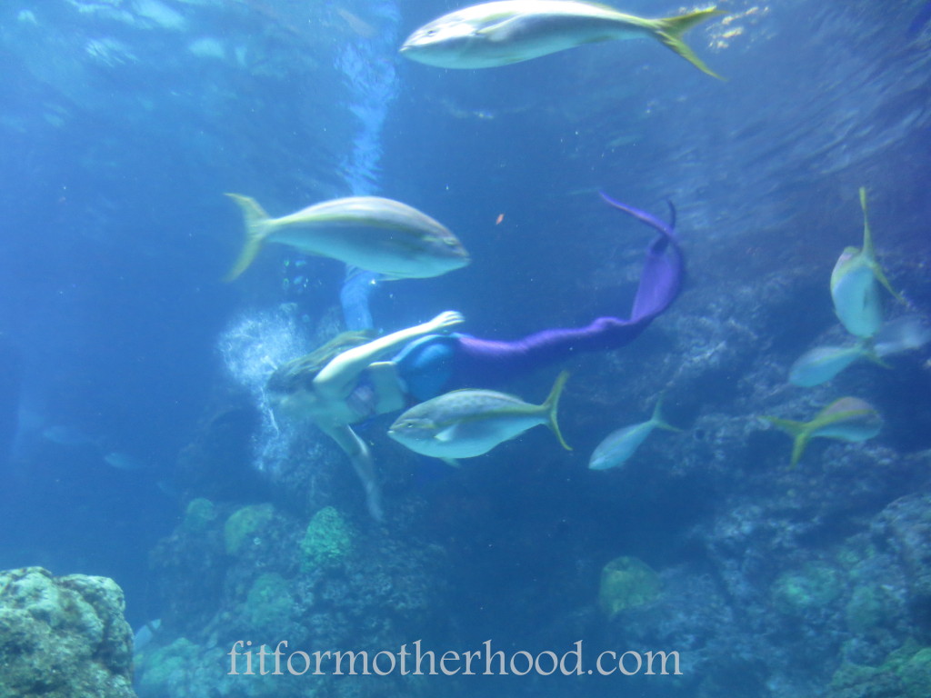 denver - aquarium mermaid